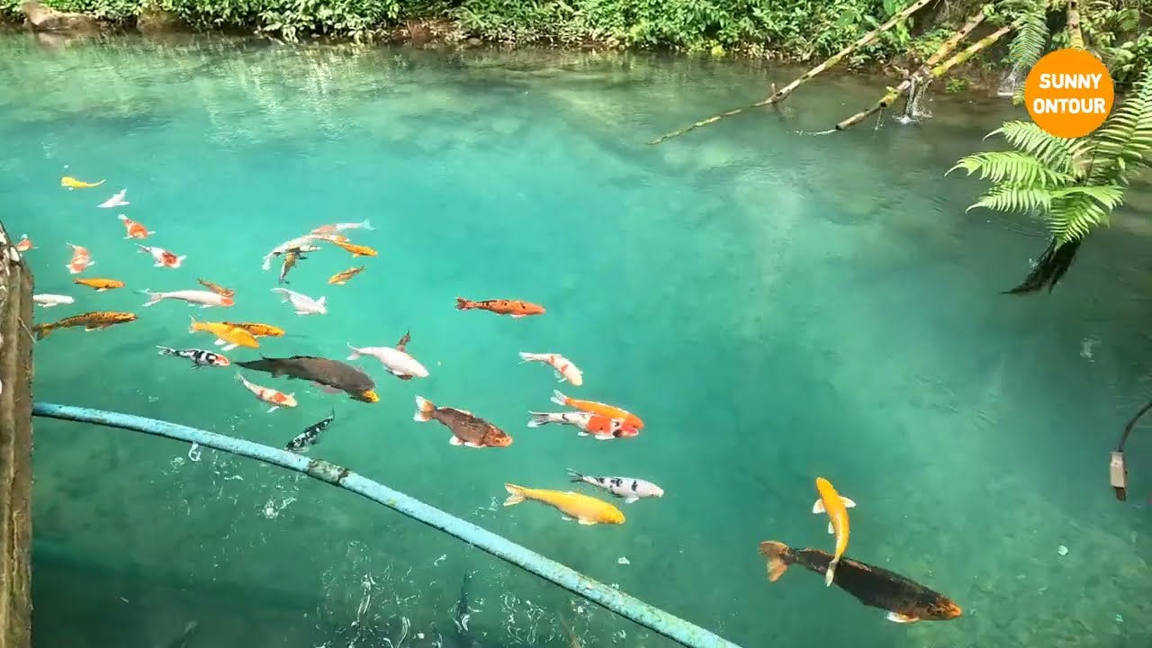 ขับมอไซร์​ไปไหว้พระ และให้อาหารปลาคราฟท์​ วัดถ้ำเชียงดาว​ อ.เชียงดาว จ.เชียงใหม่​ | Sunny​ ontour​