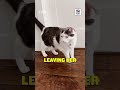 Behind the Scenes with Gabby Williams & Her Cat!