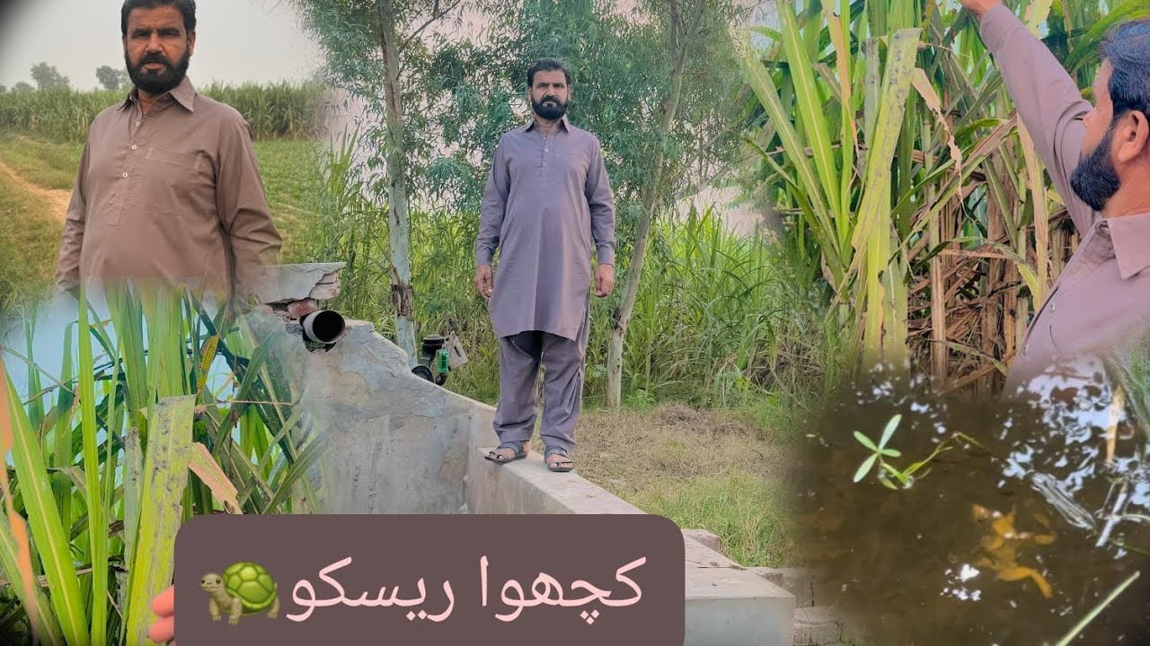 Happy punjabi life | Turtle  rescue | farmhouse visit | agriculture farm| ￼