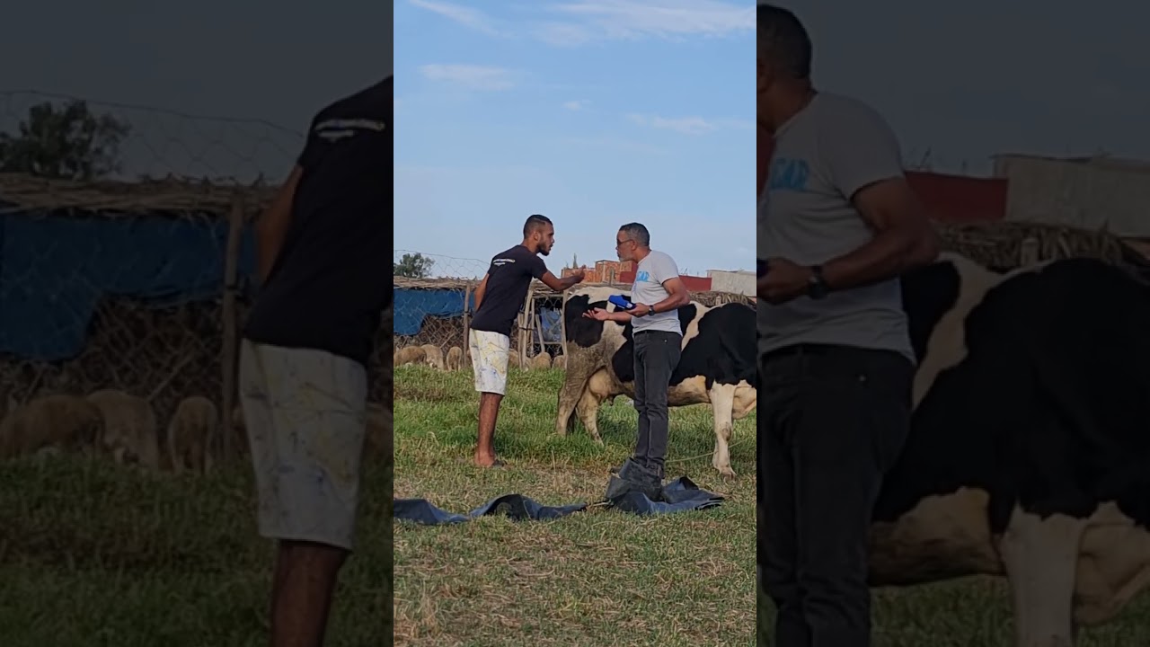 فنزازة باع البقرة 21 مليون