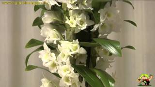 orchidee dendrobium