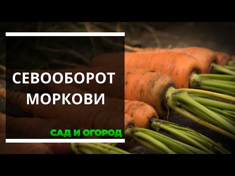 Выращиваем морковь по правилам севооборота