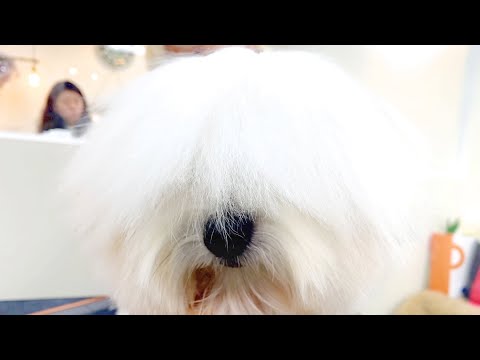Video: Coton De Tulear Anjing Breed Hypoallergenic, Kesehatan Dan Umur