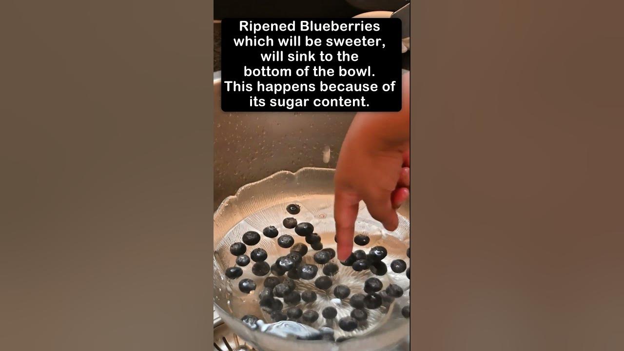 Sweet vs Sour Blueberries Sinking vs.Floating in Water embershorts 
