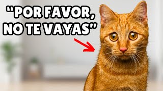 8 SEÑALES de que tu gato SE SIENTE SOLO (y tú no lo sabes)