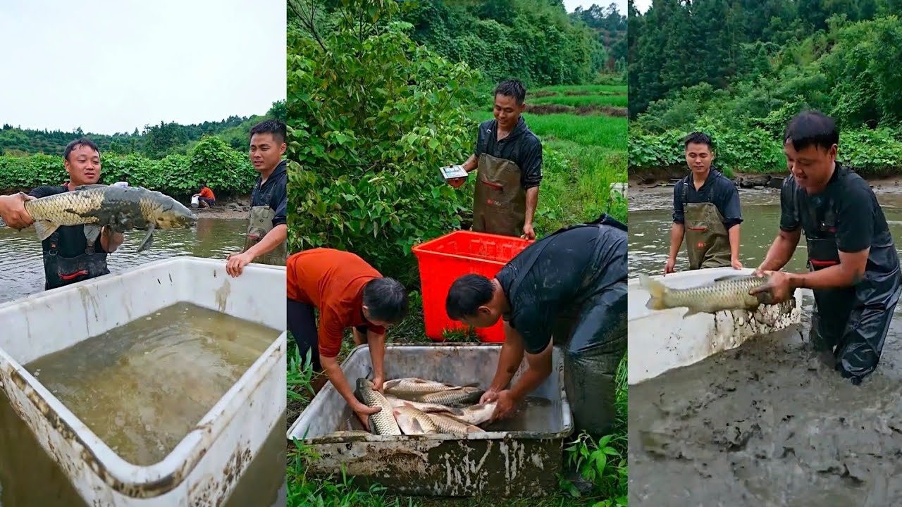 Bỏ 1200 tệ mua ao cá trong núi, ai ngờ trúng lớn