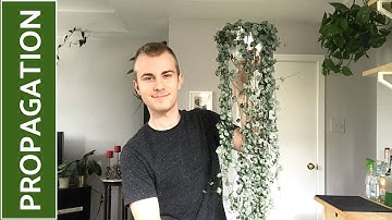 How to Propagate String of Hearts (Ceropegia woodii)