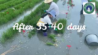 How to sow mutant nursery EMS mutagenesis
