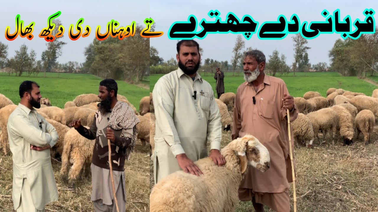 Qurbani De ChhatreyTe Ohna Di Dekh Bhaal۔ #Qurbani #Chhatrey #farming ۔ قربانی دے چھترے  
