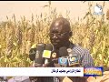 إقتصاد زراعة مليون فدان بجنوب كردفان وتوقعات بانتاجية عالية
