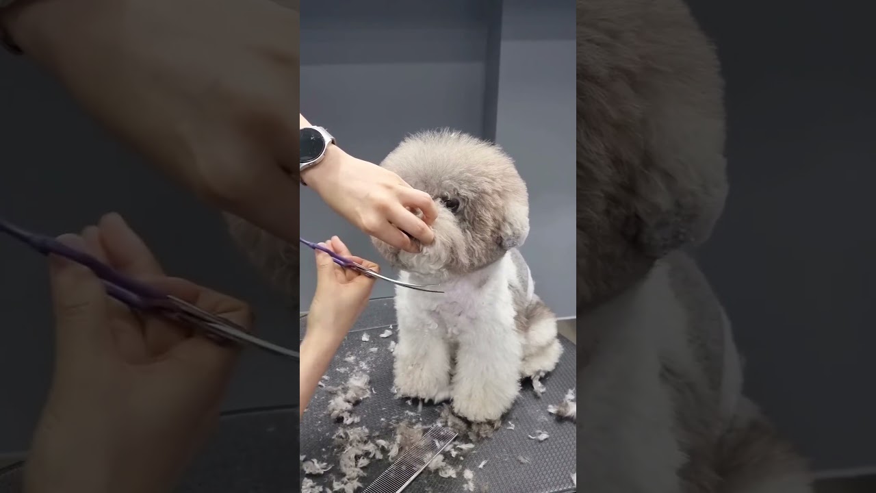 MINIATURE MALTIPOO GETTING FACELIFT STYLING 🐾🐶🐾