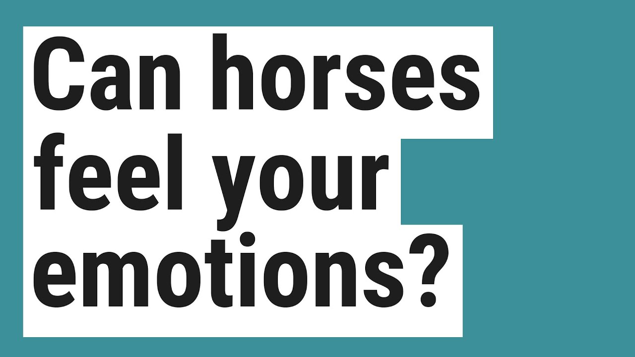 Can horses feel your emotions? YouTube