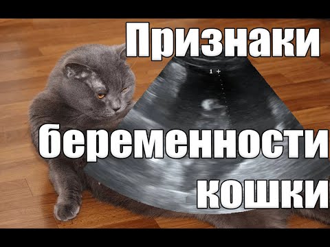 #100 Признаки беременности кошки (#британские #кошки #happy #cats #сара #соня)