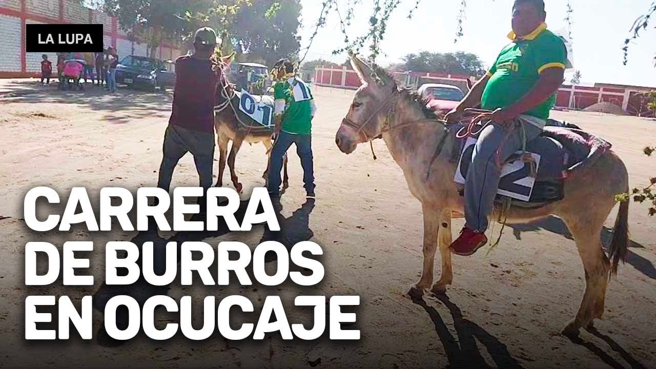 Carrera de Burros en Ica. El derby de Burros más emocionante de Ocucaje
