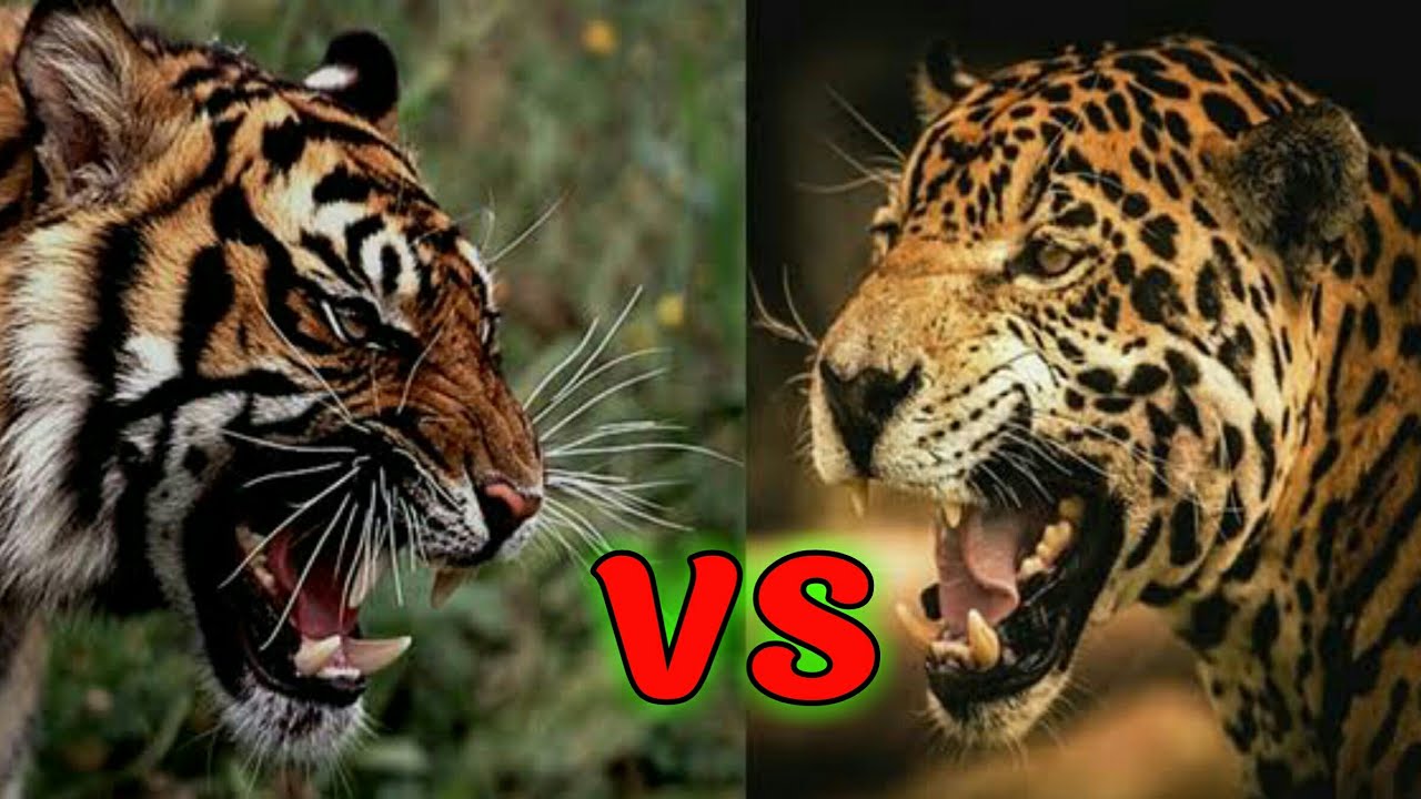 Кто сильнее ягуар или тигр