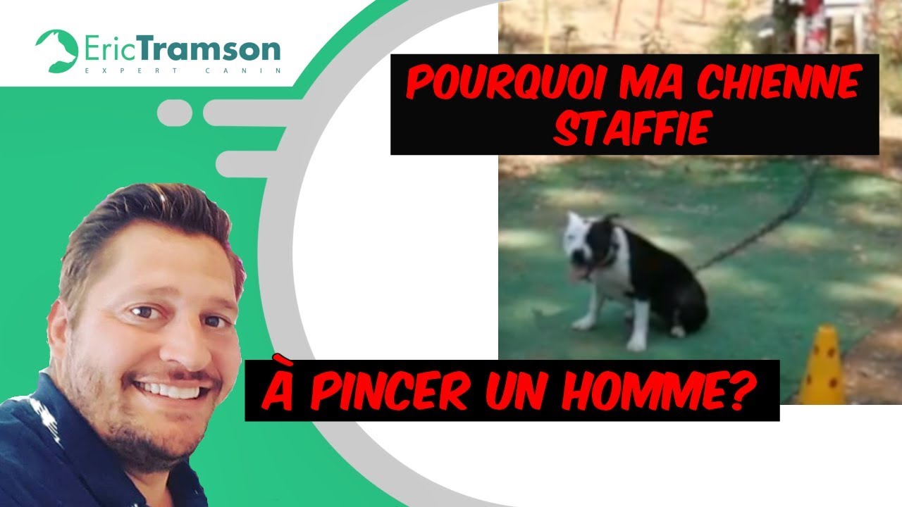 Pourquoi ma chienne Staffie à pincer un homme? - YouTube