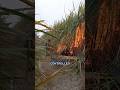 Why Farmers Burn Sugarcane Fields—The Real Explanation