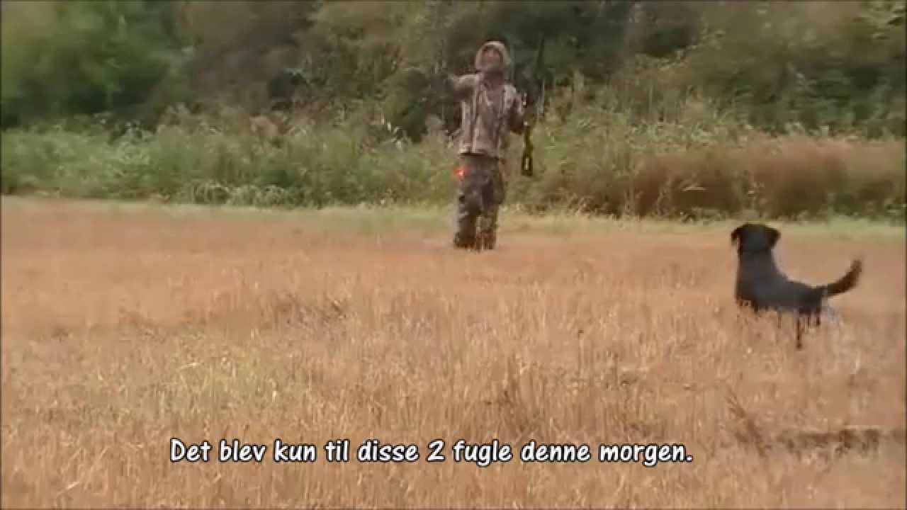 стрельба в америке Jagt på skader og krager. / Hunting crows and magpies