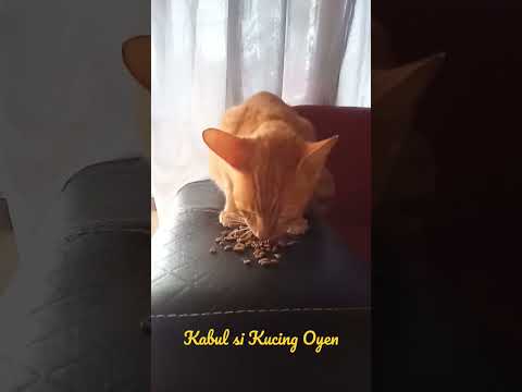 Kabul Si Kucing Oyen Gaul Gokil | Kucing Lucu