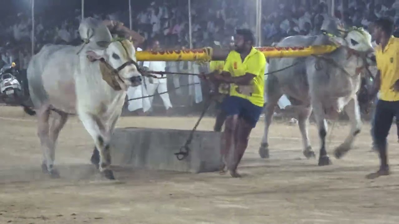 Samarasimha and don in madamanchipadu got 2nd place covering 5000 feet