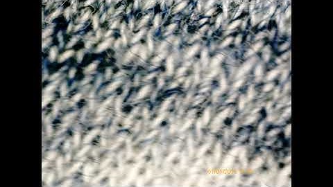 Fabrics through a microscope video 01