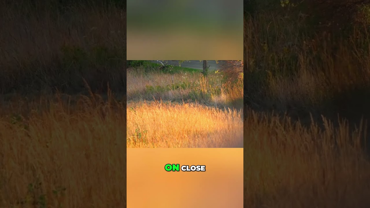 Hunter Waits Patiently In Tree Stand For The Perfect Shot #shorts