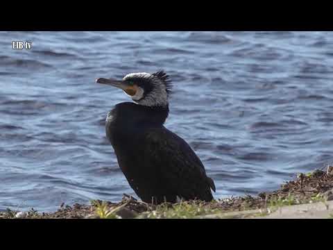 Voorjaar in Landsmeer Maart 2020