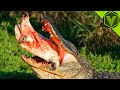 ALLIGATOR — the swamp monster that eats bears and cougars! Alligator vs human, bobcat, and pig!