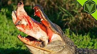 ALLIGATOR - the swamp monster that eats bears and cougars! Alligator vs human, bobcat, and pig!