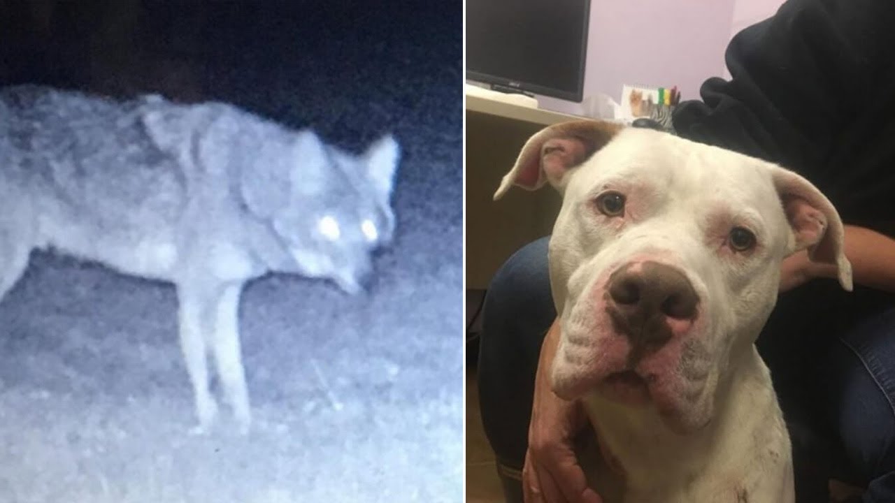 Stray Dog A Member Of Wild Coyote Pack, The End Results Are