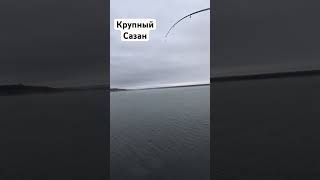 Сазан,рыбалка вес в комментарии #1k #fish #fishing #подписка #1к #трофей