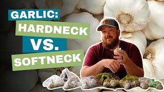 Choosing the Type of Garlic to Grow in Your Garden screenshot 5