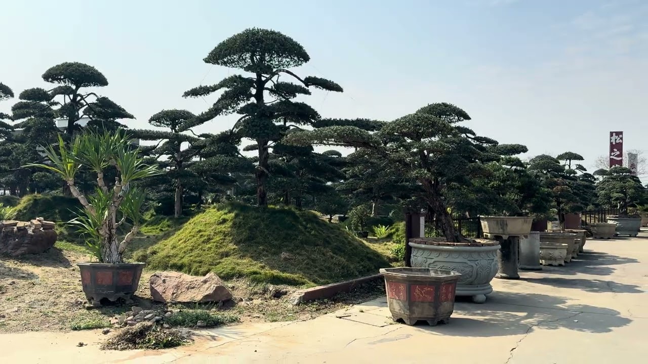 Kakosmi yoki sikas palma🌴🌳🤔🤔🤔✊😊