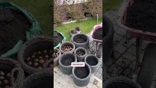 А ви будете висаджувати цього року тюльпани в кашпо?😍