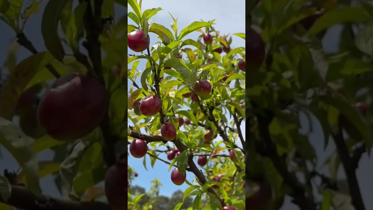 Apple Trees in Melbourne