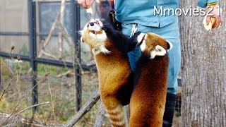 Red Pandas cling to keeper 飼育員さんにしがみつくレッサーパンダ
