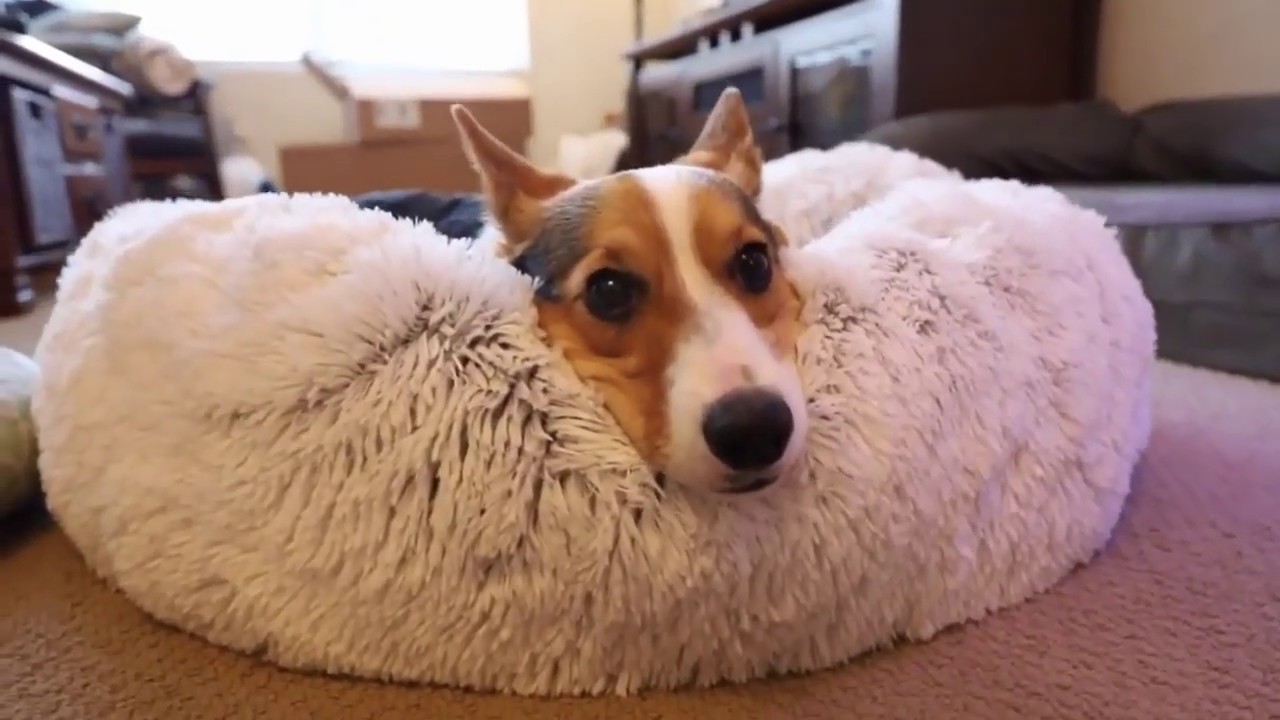 the heavenly sac dog bed