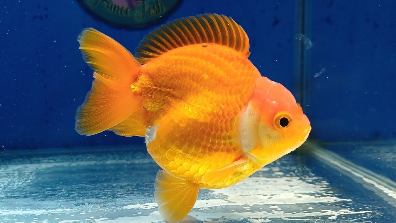 N. 1040 Oranda Short Body e Short Tail R$ 490