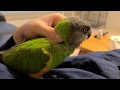 Happy senegal parrot