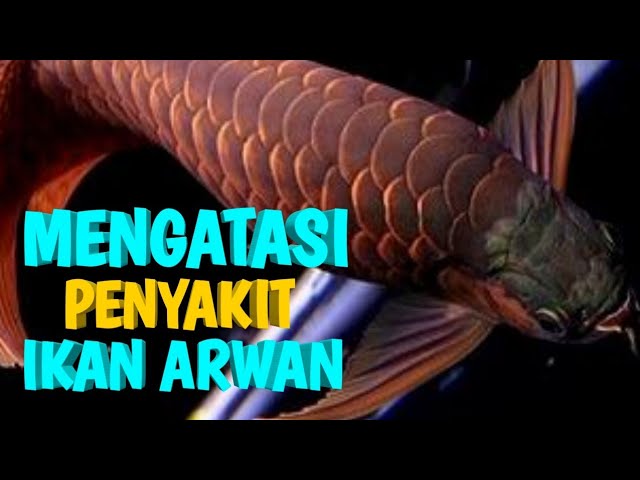 Penyakit Ikan Arwana Dan Cara Mengatasinya Youtube