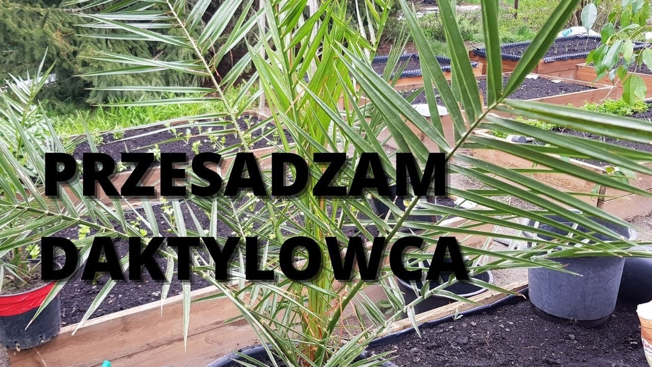 Phoenix canariensis Daktylowiec kanaryjski - wsadzić w gruncie czy przesadzić