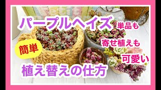 【セダム植え替え】パープルヘイズ