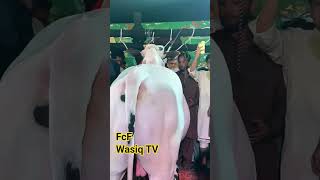 Fcf fatehjhangi cow cattleworld qurbani bul bullfarm racerbull bakri  cattlefarm bakraeid