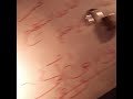 رد المطلقه خلال 24 ساعه