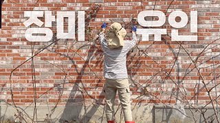 장미전정과 유인하기 ㅣ 더이상 게으름피우면 5월엔 장미를 못본다는 불안감!!으로 일합니다 ㅣ#장미전정 #장미유인 #목수국전지 #거름주기 #초화류심기