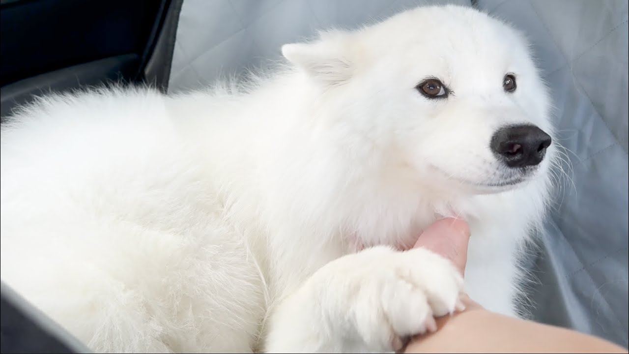 This dog was so adorable, he was so clingy and kept asking to be