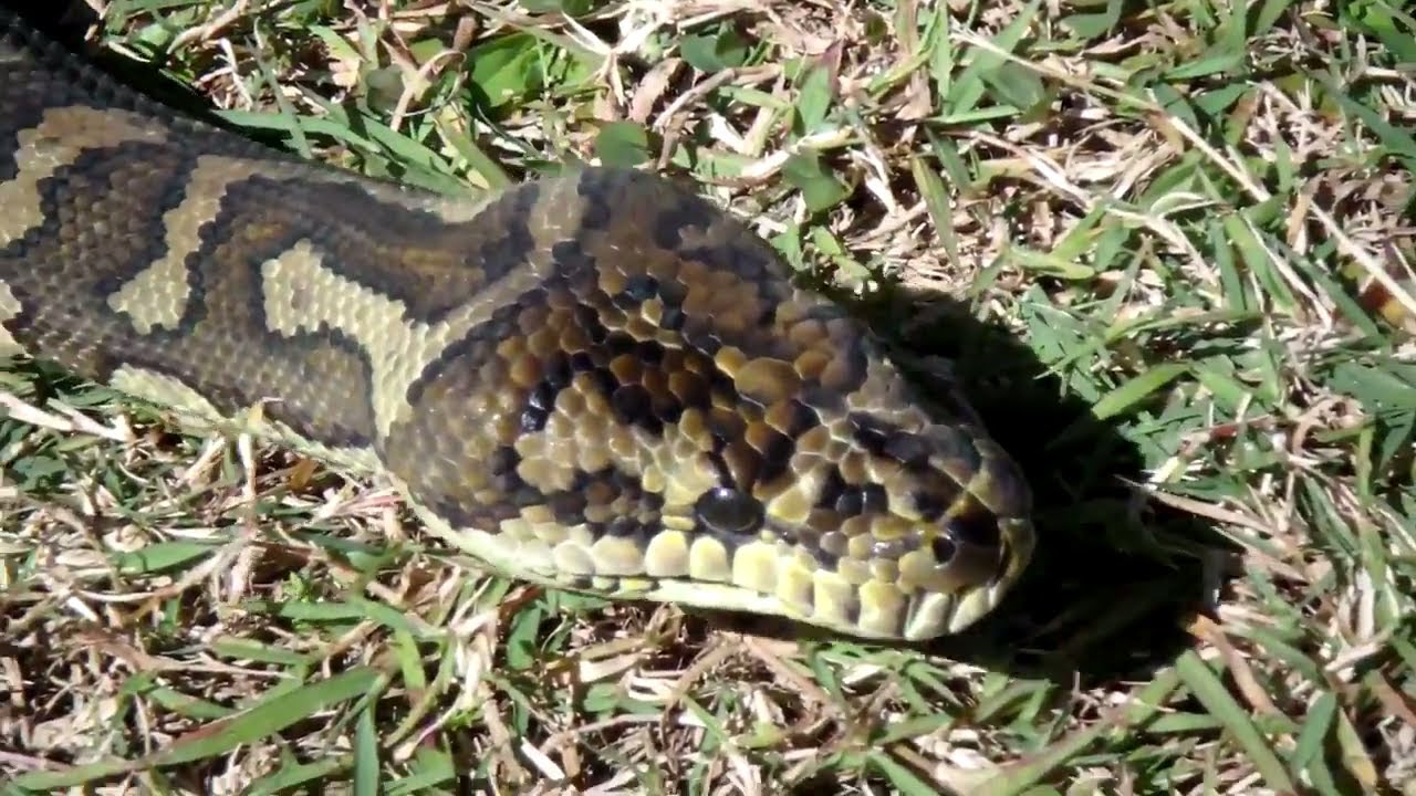 pythons for sale Barometric Pressure!! Think Rain For Your Snakes