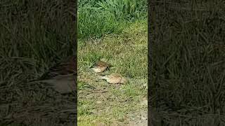 Makolągwa #nature #spring #morning #birds #music #