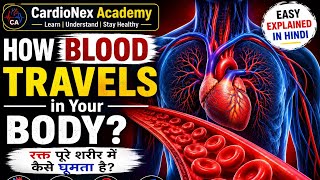 Human Blood Circulation System Full Explanation | Heart to Body