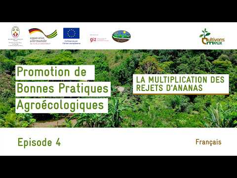 1. Vérifications Initiales et Statut de la Demande